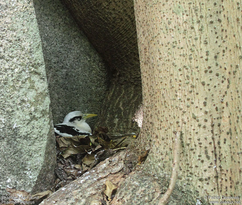 White-tailed Tropicbirdadult, identification, Reproduction-nesting