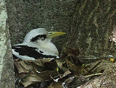 White-tailed Tropicbird