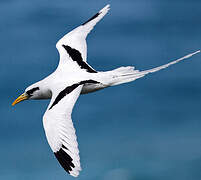 White-tailed Tropicbird