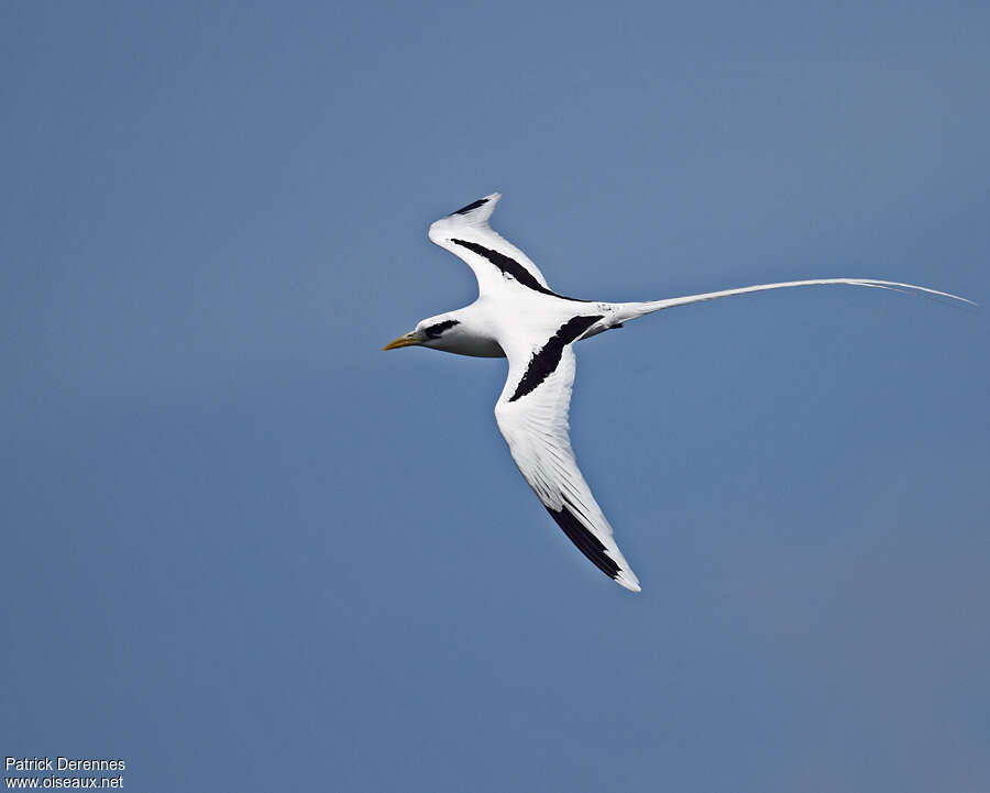 White-tailed Tropicbirdadult breeding, Flight