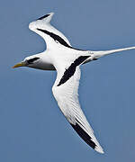 White-tailed Tropicbird