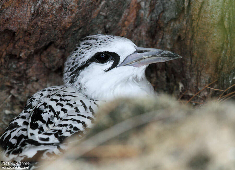 White-tailed Tropicbirdjuvenile, close-up portrait, Reproduction-nesting