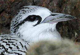 White-tailed Tropicbird