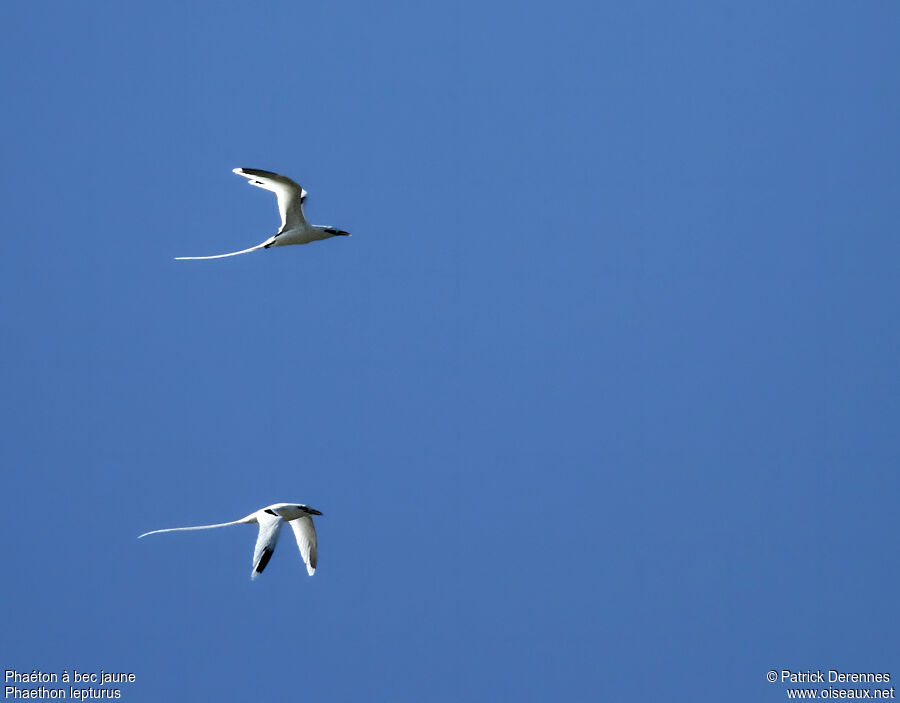 White-tailed Tropicbird adult breeding, identification, Flight, Behaviour