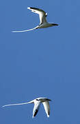 White-tailed Tropicbird