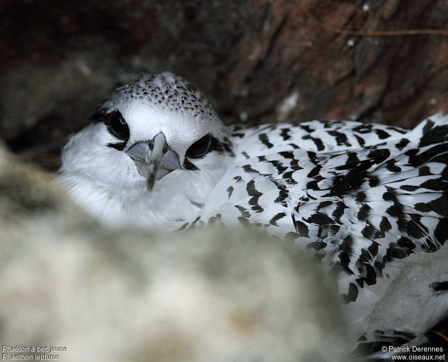 White-tailed TropicbirdFirst year, identification, Reproduction-nesting