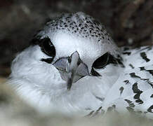 White-tailed Tropicbird