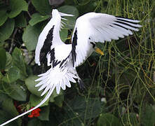 White-tailed Tropicbird