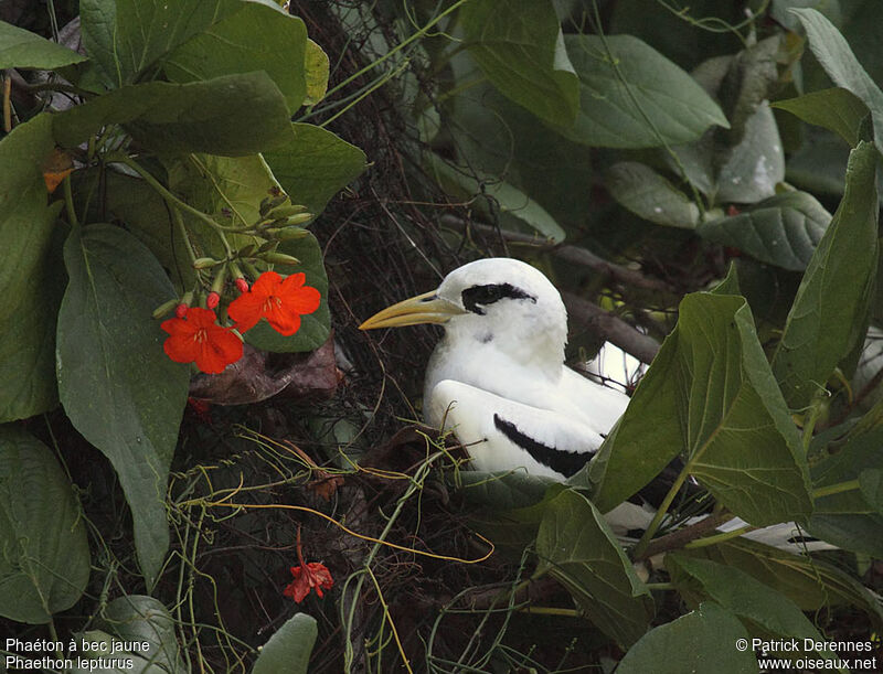 White-tailed Tropicbirdadult breeding, identification, Reproduction-nesting
