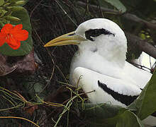 White-tailed Tropicbird