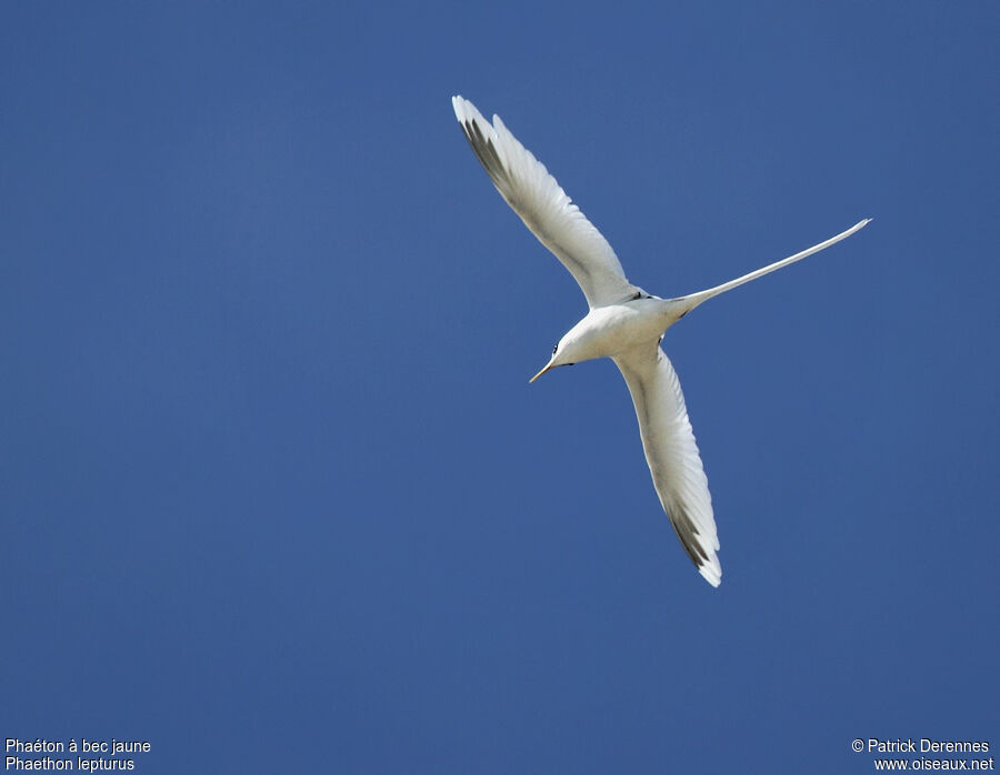 White-tailed Tropicbirdadult breeding, Flight