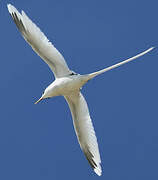 White-tailed Tropicbird