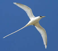 White-tailed Tropicbird