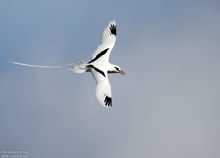 White-tailed Tropicbirdadult, Flight