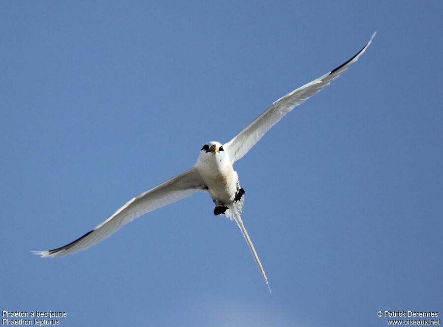 White-tailed Tropicbirdadult breeding, Flight