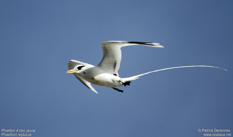 White-tailed Tropicbirdadult breeding, Flight