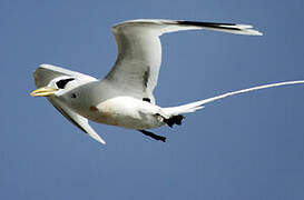 White-tailed Tropicbird