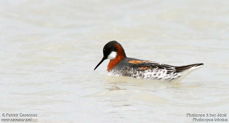 Red-necked Phalarope female adult breeding