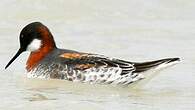 Phalarope à bec étroit