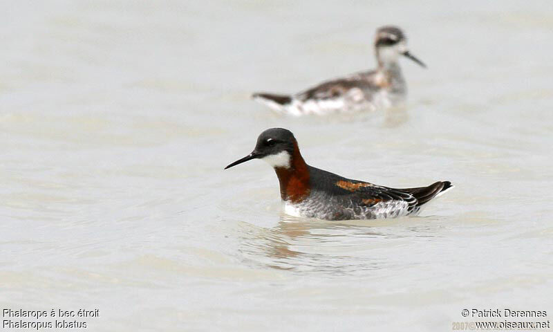 Red-necked Phalarope female adult breeding