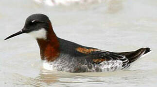 Red-necked Phalarope