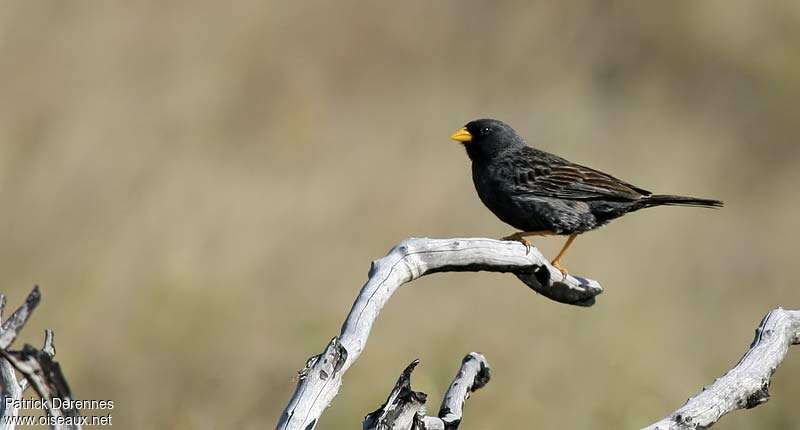 Carbonated Sierra Finch