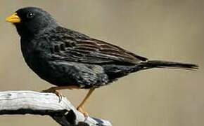 Carbonated Sierra Finch