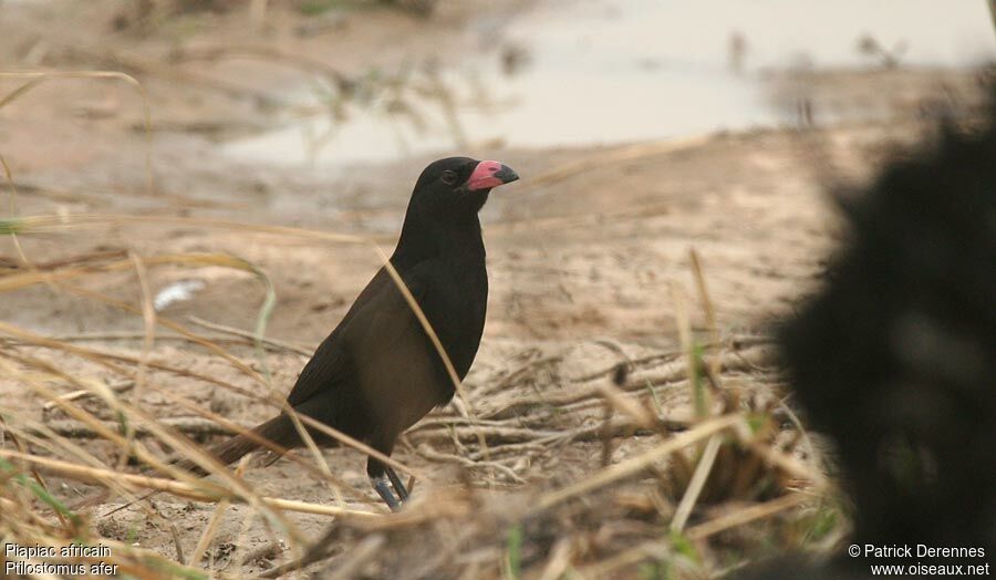 Piapiac africainjuvénile