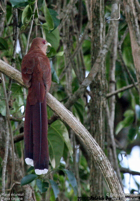 Piaye écureuil