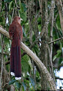 Squirrel Cuckoo