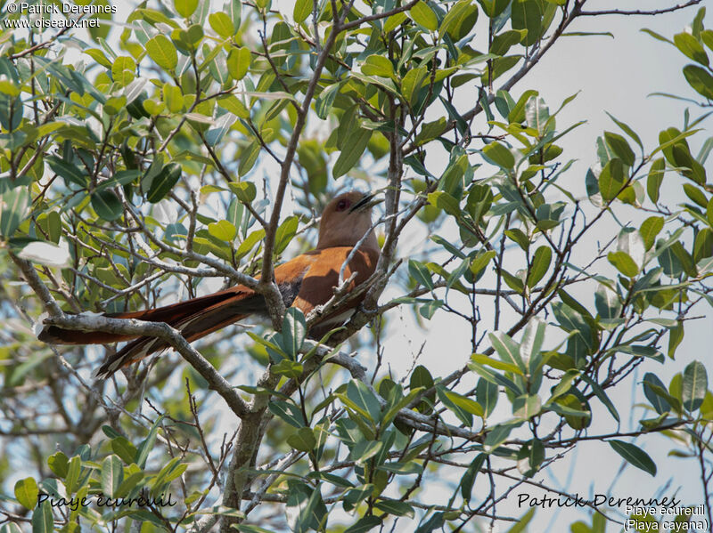 Squirrel Cuckoo, identification, habitat