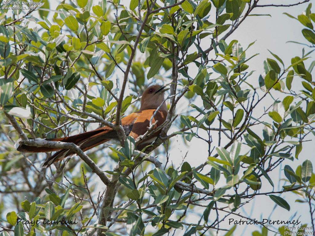 Squirrel Cuckoo, identification, habitat