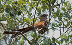 Squirrel Cuckoo