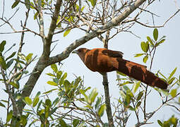 Squirrel Cuckoo