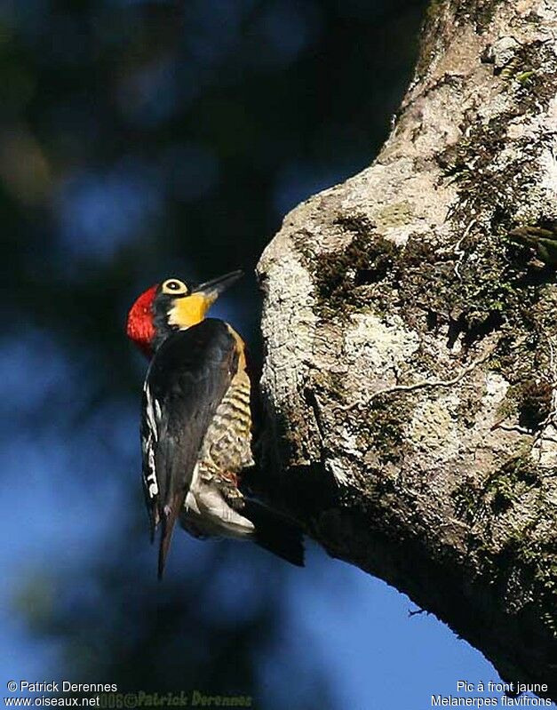 Yellow-fronted Woodpeckeradult