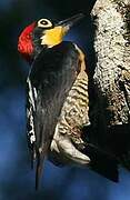 Yellow-fronted Woodpecker