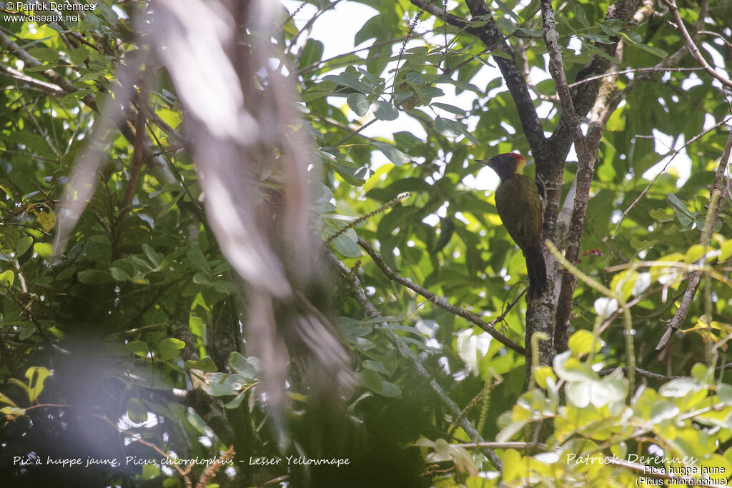 Lesser Yellownape, identification, habitat