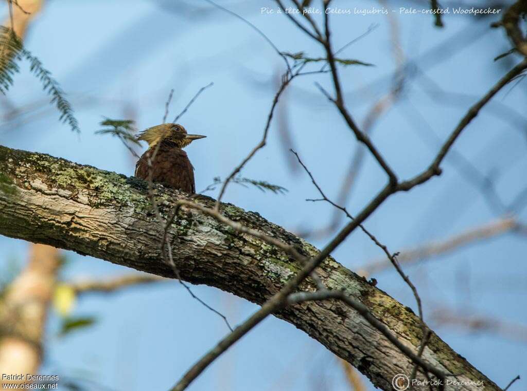 Pale-crested Woodpecker, habitat