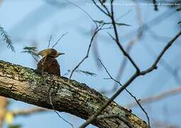 Pale-crested Woodpecker