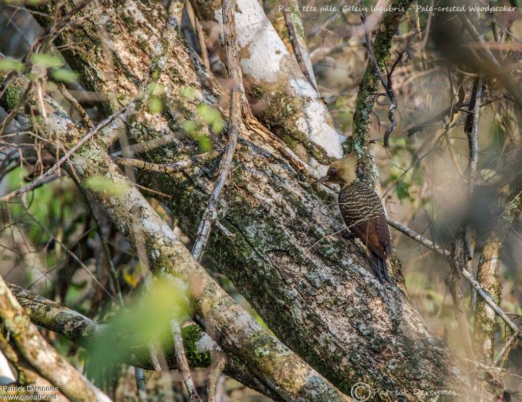 Pale-crested Woodpecker, habitat