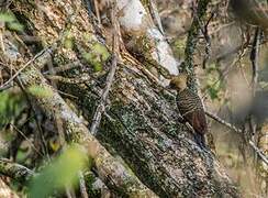 Pale-crested Woodpecker