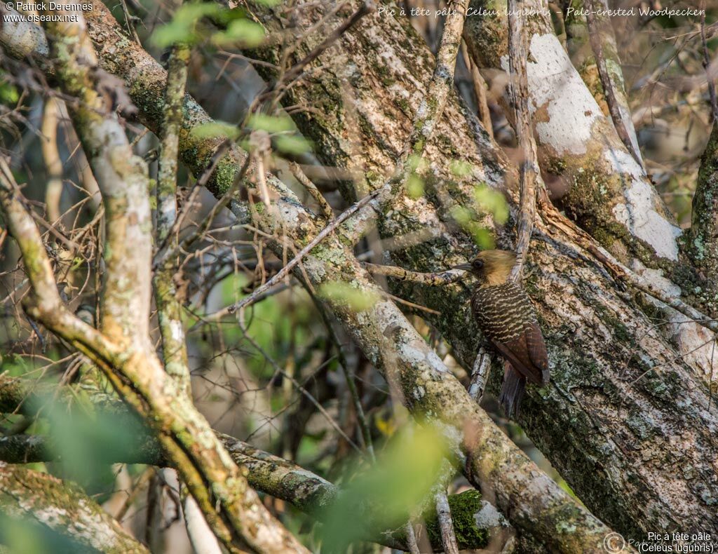 Pale-crested Woodpecker, identification, habitat