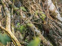 Pale-crested Woodpecker