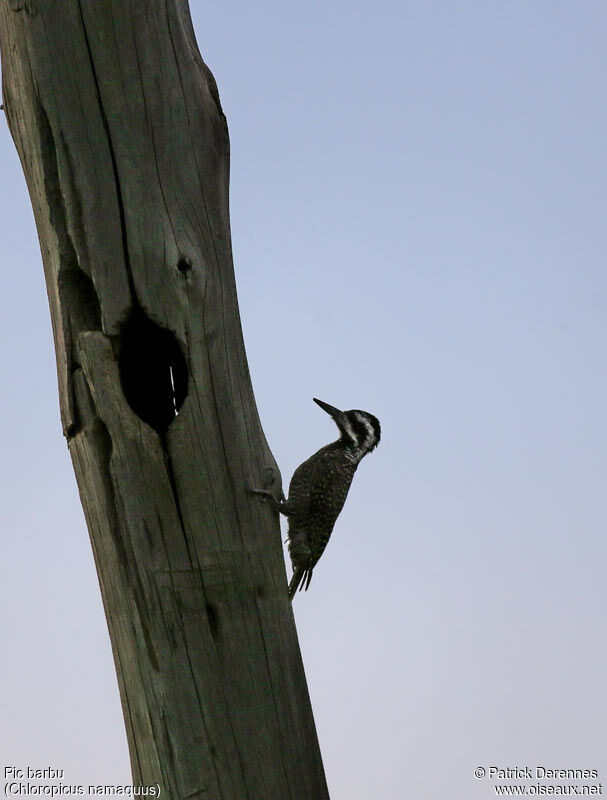 Bearded Woodpeckeradult, identification, Reproduction-nesting