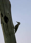 Bearded Woodpecker