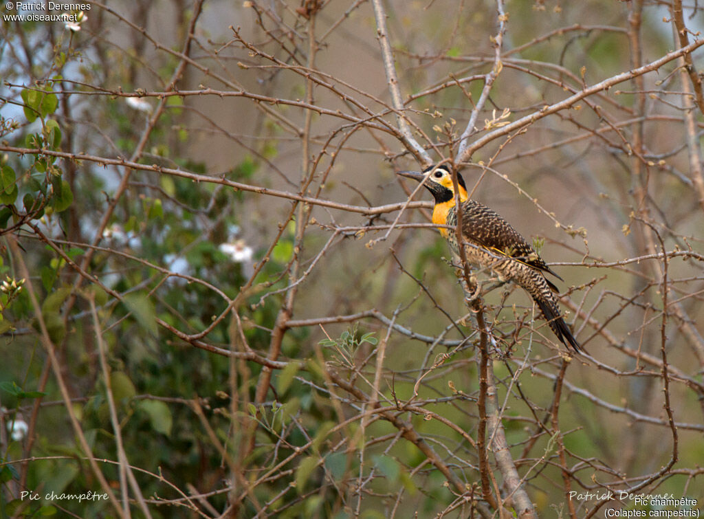 Campo Flicker, identification, habitat