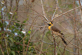 Campo Flicker