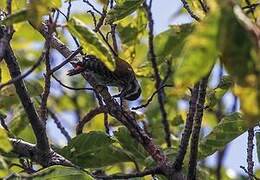 Abyssinian Woodpecker