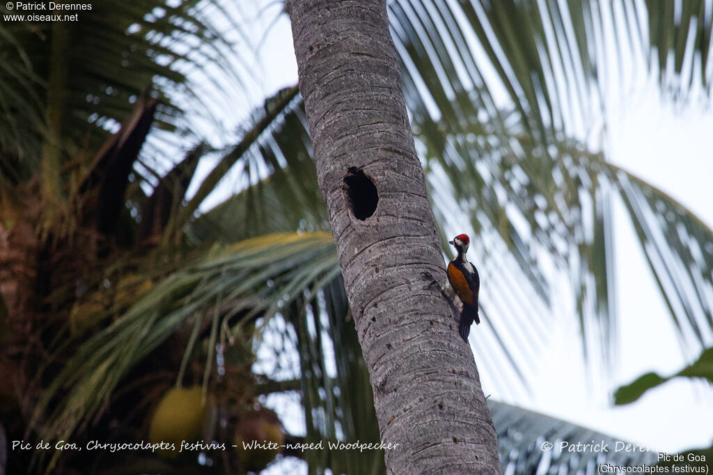 White-naped Woodpecker, identification, habitat