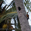 Pic de Goa